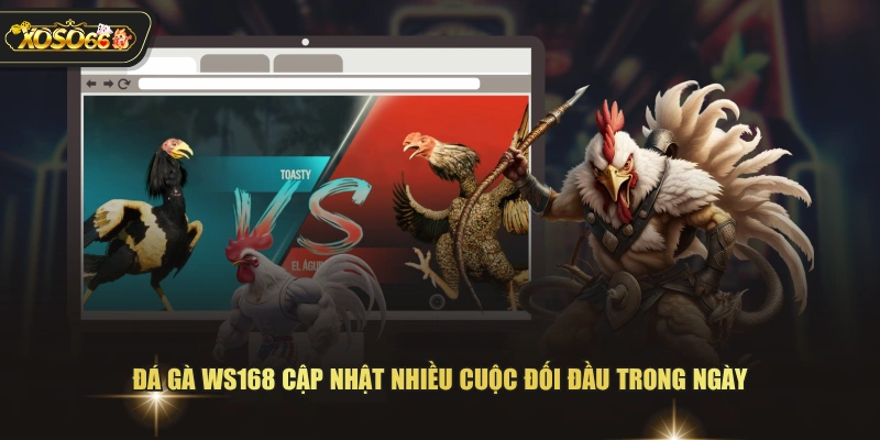 Đá Gà WS168 - Sảnh Trực Tiếp Với Nhiều Trận Đấu Hấp Dẫn 2 Đá Gà WS168 - Sảnh Trực Tiếp Với Nhiều Trận Đấu Hấp Dẫn Đá gà WS168 cập nhật nhiều cuộc đối đầu trong ngày