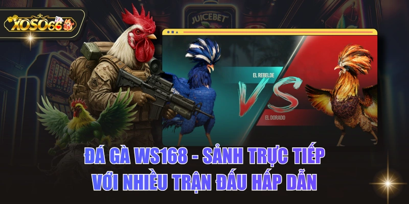 Đá Gà WS168 - Sảnh Trực Tiếp Với Nhiều Trận Đấu Hấp Dẫn 1 Đá Gà WS168 - Sảnh Trực Tiếp Với Nhiều Trận Đấu Hấp Dẫn Đá Gà WS168 - Sảnh Trực Tiếp Với Nhiều Trận Đấu Hấp Dẫn
