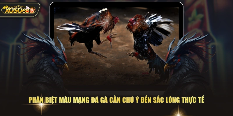 Cách Xem Màu Mạng Đá Gà Dựa Theo Quy Luật Ngũ Hành 4 Cách Xem Màu Mạng Đá Gà Dựa Theo Quy Luật Ngũ Hành Phân biệt màu mạng đá gà cần chú ý đến sắc lông thực tế
